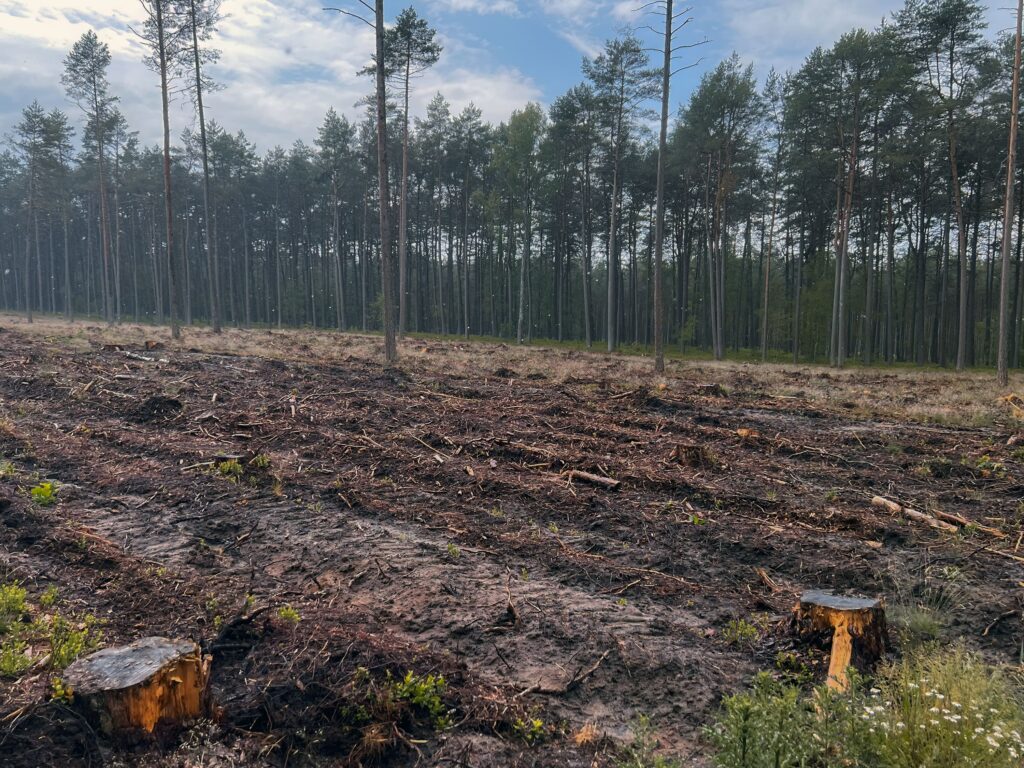 Nariadenie o odlesňovaní (EUDR) – aké nové povinosti vznikajú?